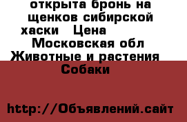открыта бронь на щенков сибирской хаски › Цена ­ 10 000 - Московская обл. Животные и растения » Собаки   